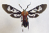  (Phoenicoprocta 17-1300_2 - MBe0064)  @11 [ ] Copyright (2018) Unspecified Forest Zoology and Entomology (FZE) University of Freiburg