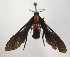  ( - MBe0076)  @11 [ ] Copyright (2018) Unspecified Forest Zoology and Entomology (FZE) University of Freiburg