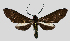  (Ceramidia fumipennis - MBe0109)  @11 [ ] © (2019) Unspecified Forest Zoology and Entomology (FZE) University of Freiburg