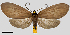  (Pseudapistosia umber - MBe0196)  @11 [ ] © (2019) Unspecified Forest Zoology and Entomology (FZE) University of Freiburg