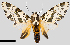  (Hypercompe steinbachi - MBe0253)  @15 [ ] © (2019) Unspecified Forest Zoology and Entomology (FZE) University of Freiburg