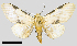  (Hypercompe turruptianoides - MBe0261)  @14 [ ] © (2019) Unspecified Forest Zoology and Entomology (FZE) University of Freiburg