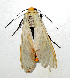 (Selenarctia MBPP1007 - MBe0273)  @11 [ ] © (2019) Unspecified Forest Zoology and Entomology (FZE) University of Freiburg