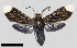  ( - MBe0346)  @13 [ ] © (2020) Unspecified Forest Zoology and Entomology (FZE) University of Freiburg