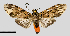  (Eucereon complicatum - MBe0351)  @11 [ ] © (2020) Unspecified Forest Zoology and Entomology (FZE) University of Freiburg