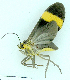  (Epidesma crameri - MBe0471)  @11 [ ] © (2021) Unspecified Forest Zoology and Entomology (FZE) University of Freiburg