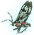  ( - MBe0475)  @11 [ ] © (2021) Unspecified Forest Zoology and Entomology (FZE) University of Freiburg