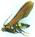  ( - MBe0476)  @11 [ ] © (2021) Unspecified Forest Zoology and Entomology (FZE) University of Freiburg