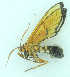  (Trichura mathina - MBe0479)  @11 [ ] © (2021) Unspecified Forest Zoology and Entomology (FZE) University of Freiburg