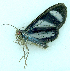  (Agyrta garleppi - MBe0483)  @11 [ ] © (2021) Unspecified Forest Zoology and Entomology (FZE) University of Freiburg