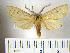  (Leucanopsis sp. 10 - BEVI0127)  @14 [ ] Copyright (2010) Unspecified Research Collection of Benoit Vincent