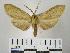  (Leucanopsis falacroides - BEVI0146)  @14 [ ] Copyright (2010) Unspecified Research Collection of Benoit Vincent