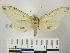  (Leucanopsis apicepunctata - BEVI0161)  @14 [ ] Copyright (2010) Unspecified Research Collection of Benoit Vincent