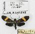  (Haemanota flavipurpurea - MILA 0180)  @14 [ ] Copyright (2010) Unspecified Research Collection of Michel Laguerre