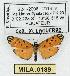  (Clemensia sp. 1 - MILA 0189)  @13 [ ] Copyright (2010) Unspecified Research Collection of Michel Laguerre