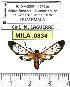  (Cosmosoma sp. 1-ML - MILA 0834)  @12 [ ] Copyright (2010) Unspecified Research Collection of Michel Laguerre