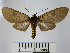  (Pseudopharus cornelia - BEVI1392)  @14 [ ] No Rights Reserved (2010) Benoit Vincent Research Collection of Benoit Vincent