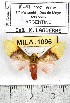  (Demolis albicostata - MILA 1096)  @14 [ ] Copyright (2010) Unspecified The Research Collection of Michel Laguerre