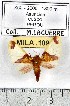  (Epimolis flavonotata - MILA 1099)  @13 [ ] Copyright (2010) Unspecified The Research Collection of Michel Laguerre