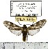  (Eucereon amazonum - MILA 1222)  @14 [ ] Copyright (2010) Michel Laguerre Research Collection of Michel Laguerre