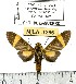  (Ordishia sp. ML1 - MILA 1266)  @15 [ ] Copyright (2010) Michel Laguerre Research Collection of Michel Laguerre