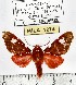  (Rhodorhipha perflammans - MILA 1274)  @13 [ ] Copyright (2010) Michel Laguerre Research Collection of Michel Laguerre