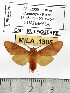  (Trichromia flavoroseus - MILA 1305)  @14 [ ] Copyright (2010) Michel Laguerre Research Collection of Michel Laguerre