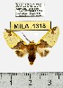  (Amaxia fallaciosa - MILA 1318)  @14 [ ] Copyright (2010) Michel Laguerre Research Collection of Michel Laguerre