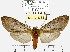  (Amastus affinis - MILA 1372)  @15 [ ] Copyright (2010) Michel Laguerre Research Collection of Michel Laguerre