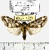  (Phaegoptera flavostrigata - MILA 1379)  @13 [ ] Copyright (2010) Michel Laguerre Research Collection of Michel Laguerre