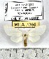  (Robinsonia drechseli - MILA 1395)  @13 [ ] Copyright (2010) Michel Laguerre Research Collection of Michel Laguerre