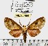  (Echeta rhodoptera - MILA 1466)  @14 [ ] Copyright (2010) Michel Laguerre Research Collection of Michel Laguerre