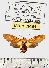 (Coiffaitarctia sp. ML1 - MILA 1481)  @12 [ ] Copyright (2010) Michel Laguerre Research Collection of Michel Laguerre