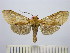  (Leucanopsis umbrina - BEVI1508)  @13 [ ] No Rights Reserved (2012) Benoit Vincent Research Collection of Benoit Vincent
