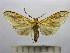  (Leucanopsis quadrata - BEVI1526)  @14 [ ] No Rights Reserved (2012) Benoit Vincent Research Collection of Benoit Vincent
