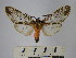  (Praeamastus fulvizonata - BEVI1596)  @14 [ ] No Rights Reserved (2012) Benoit Vincent Research Collection of Benoit Vincent