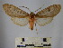  (Amastus reticulatus - BEVI1637)  @14 [ ] No Rights Reserved (2012) Benoit Vincent Research Collection of Benoit Vincent