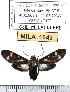  (Delphyre meridionalis - MILA 1649)  @13 [ ] Copyright (2012) Michel Laguerre Research Collection of Michel Laguerre