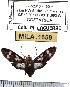 (Heliura rhodophila - MILA 1659)  @14 [ ] Copyright (2012) Michel Laguerre Research Collection of Michel Laguerre