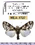  (Hypercompe obtecta - MILA 1727)  @14 [ ] Copyright (2012) Michel Laguerre Research Collection of Michel Laguerre