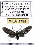  (Harrisinopsis - MILA 1793)  @13 [ ] Copyright (2012) Michel Laguerre Research Collection of Michel Laguerre