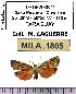  (Callisthenia schadei - MILA 1805)  @13 [ ] Copyright (2012) Michel Laguerre Research Collection of Michel Laguerre