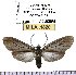  (Ischnocampa lugubris - MILA 1820)  @13 [ ] Copyright (2012) Michel Laguerre Research Collection of Michel Laguerre