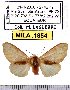  (Palaeomolis rubricosta - MILA 1854)  @14 [ ] Copyright (2012) Michel Laguerre Research Collection of Michel Laguerre
