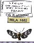  (Eurata nigricincta - MILA 1882)  @12 [ ] Copyright (2012) Michel Laguerre Research Collection of Michel Laguerre