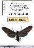  (Holophaea lycone - MILA 1930)  @12 [ ] Copyright (2012) Michel Laguerre Research Collection of Michel Laguerre