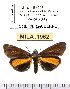  (Virbia divisa - MILA 1962)  @14 [ ] Copyright (2012) Michel Laguerre Research Collection of Michel Laguerre