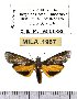 (Virbia distincta - MILA 1967)  @14 [ ] Copyright (2012) Michel Laguerre Research Collection of Michel Laguerre