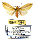 (Oodoptera - MILA 1984)  @14 [ ] CreativeCommons - Attribution Share-Alike (2016) Unspecified Universite de Bordeaux