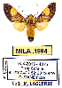  (Rhipha sp. ML1 - MILA 1994)  @13 [ ] Unspecified (default): All Rights Reserved  Unspecified Unspecified
